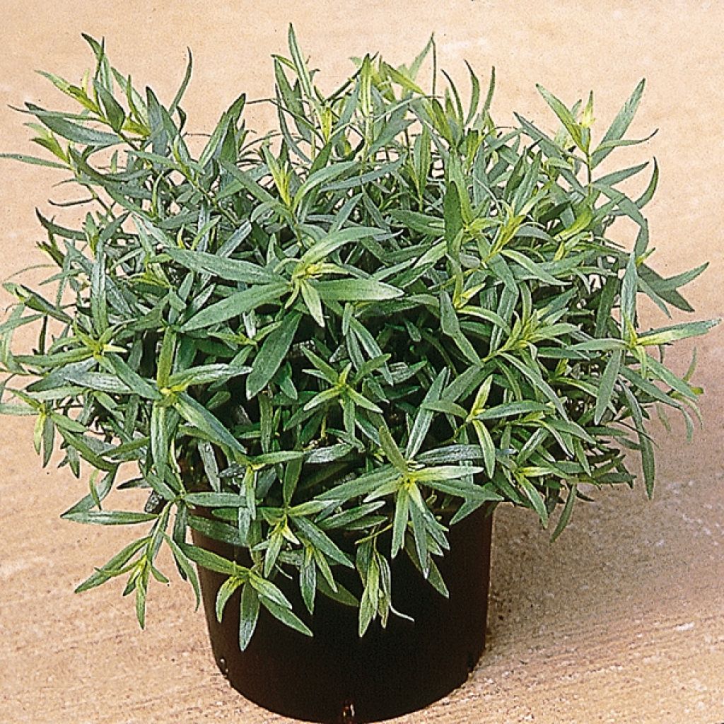 Estragon Tolergon Bio - Artemisia dracunculus