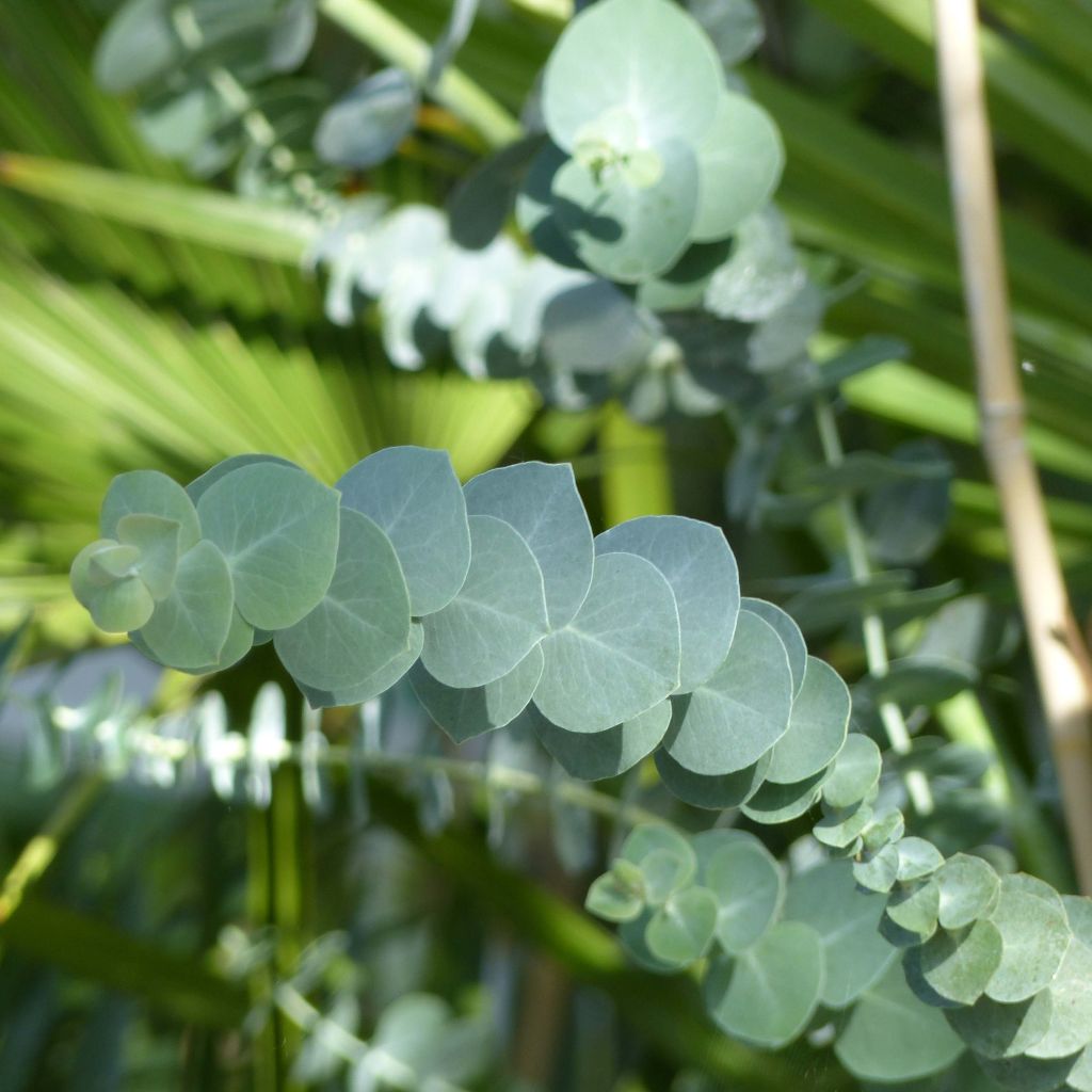 Eucalyptus pulverulenta Baby Blue