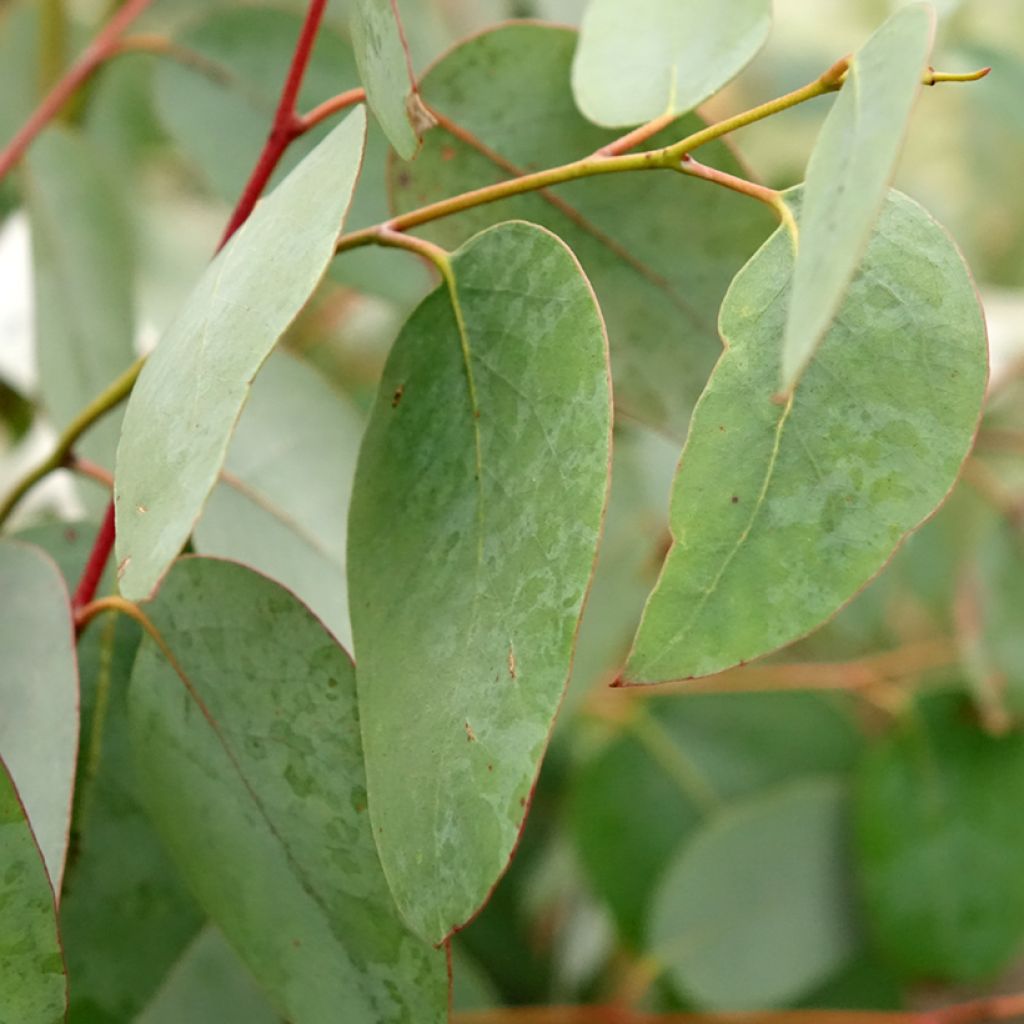 Eucalyptus delegatensis subsp. tasmaniensi