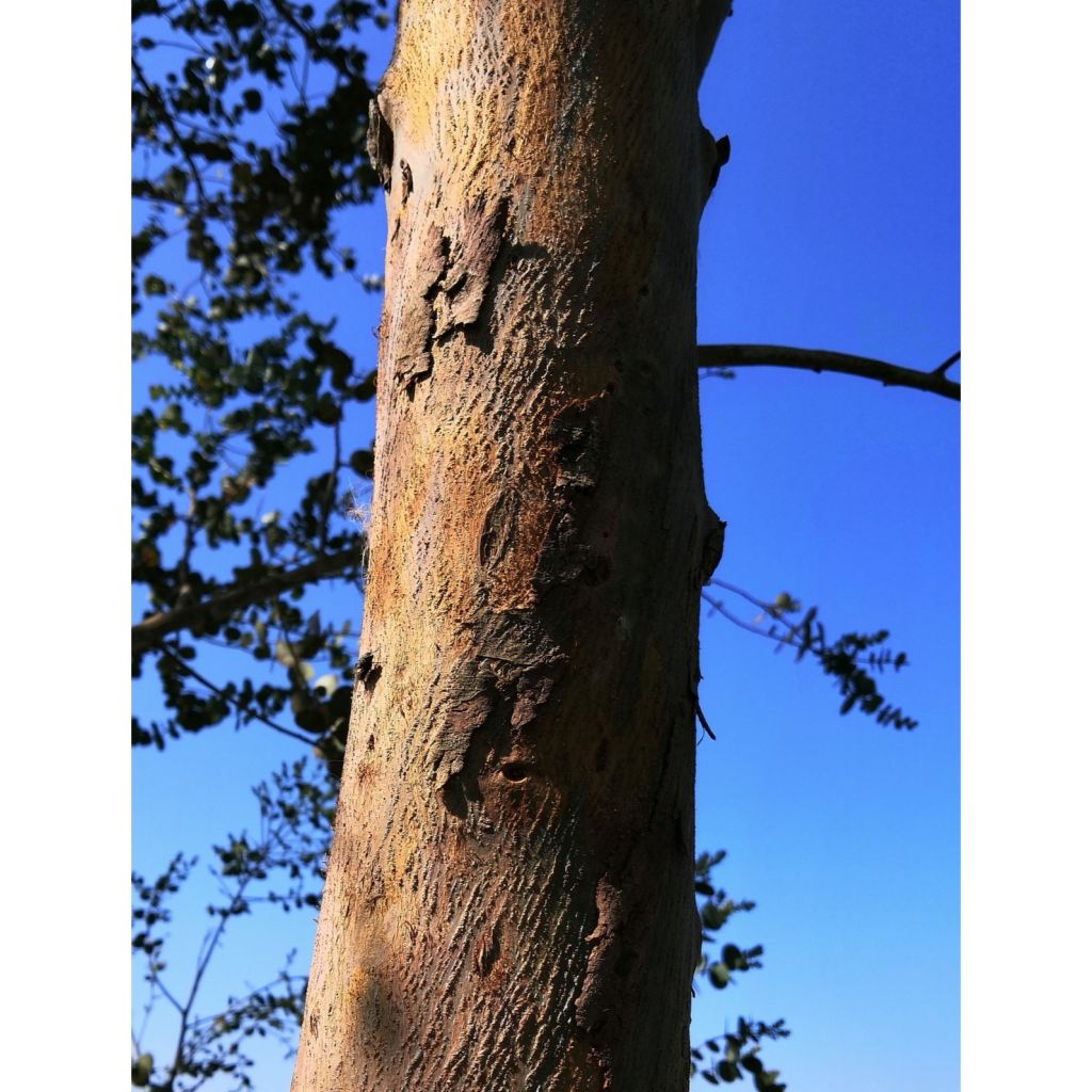 Eucalyptus gunnii Azura Cagire - Mostgummi-Eukalyptus