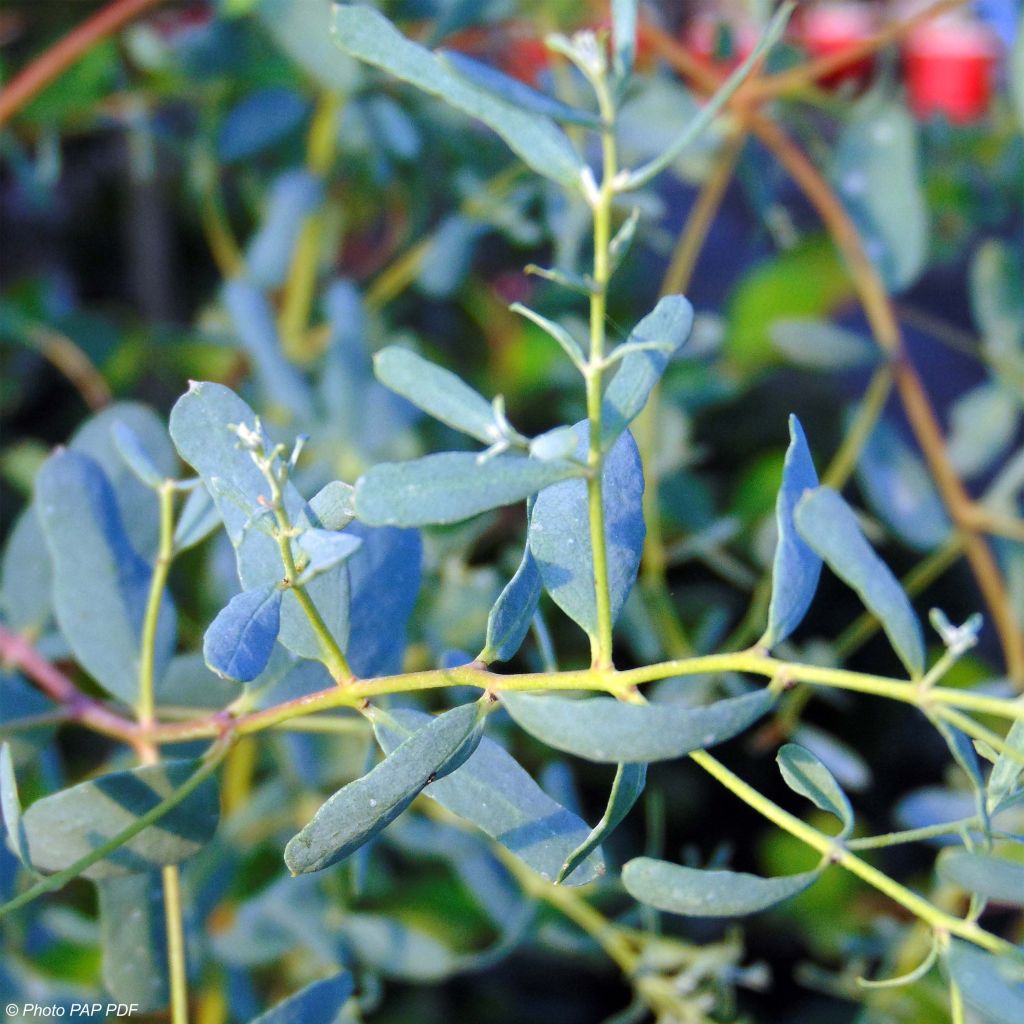 Eucalyptus gunnii France Bleu Rengun - Mostgummi-Eukalyptus