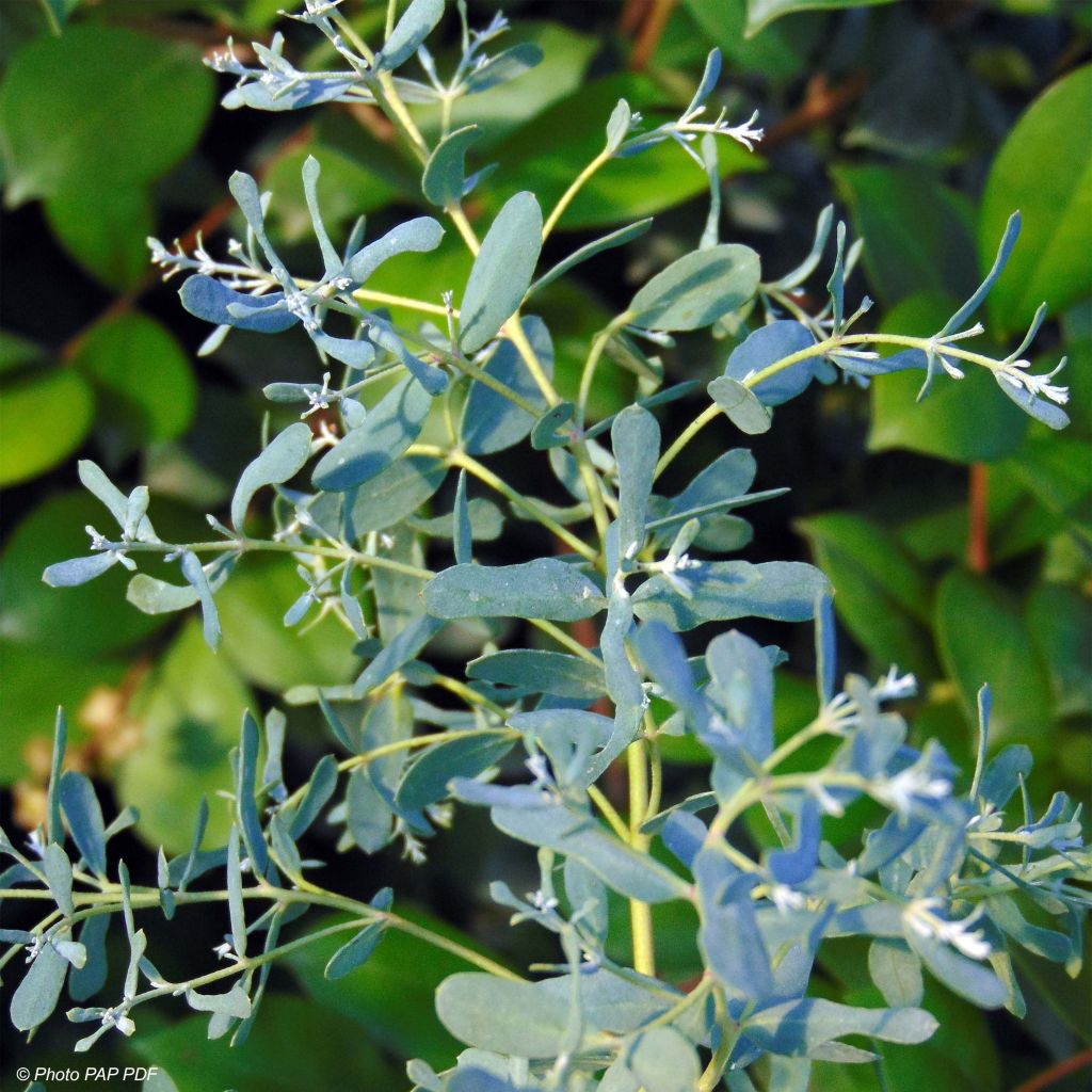 Eucalyptus gunnii France Bleu Rengun - Mostgummi-Eukalyptus