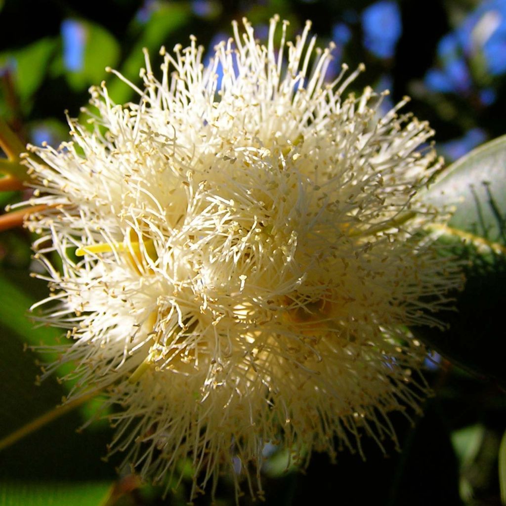 Eucalyptus gunnii France Bleu Rengun - Mostgummi-Eukalyptus