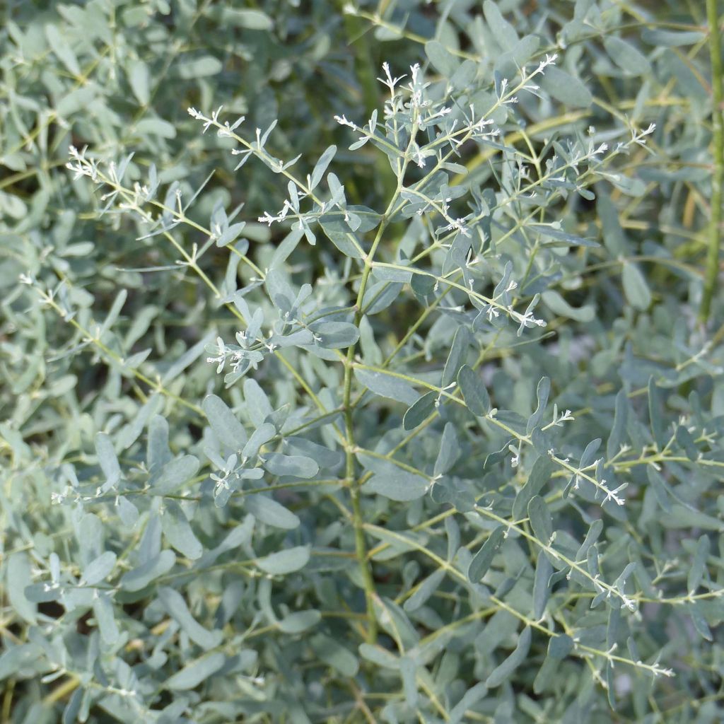 Eucalyptus gunnii France Bleu Rengun - Mostgummi-Eukalyptus