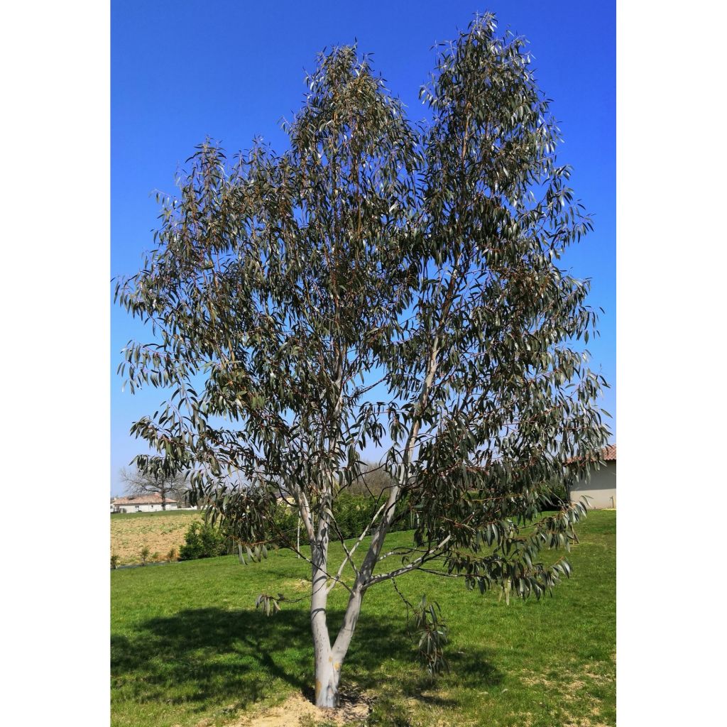 Eucalyptus pauciflora subsp. niphophila - Schnee-Eucalyptus