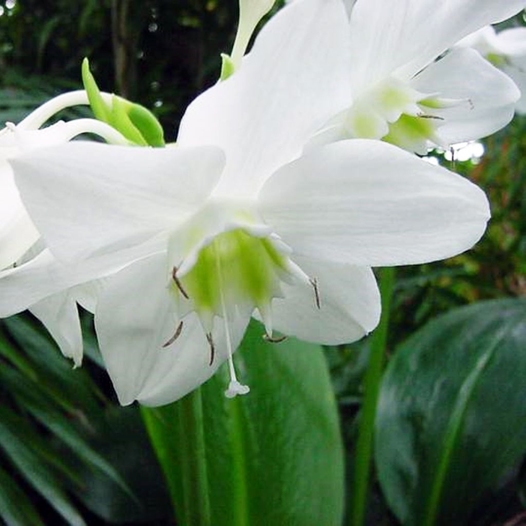 Eucharis amazonica - Herzenskelch