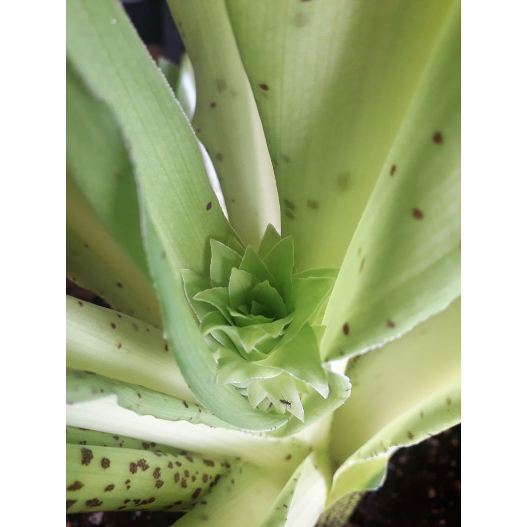 Eucomis bicolor - Schopflilie