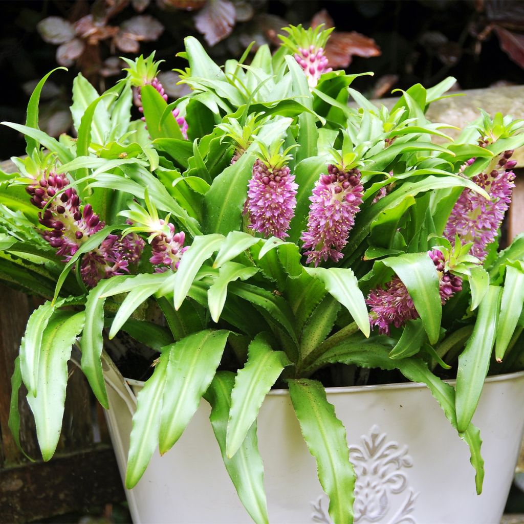 Eucomis comosa Sparkling Burgundy - Schopflilie