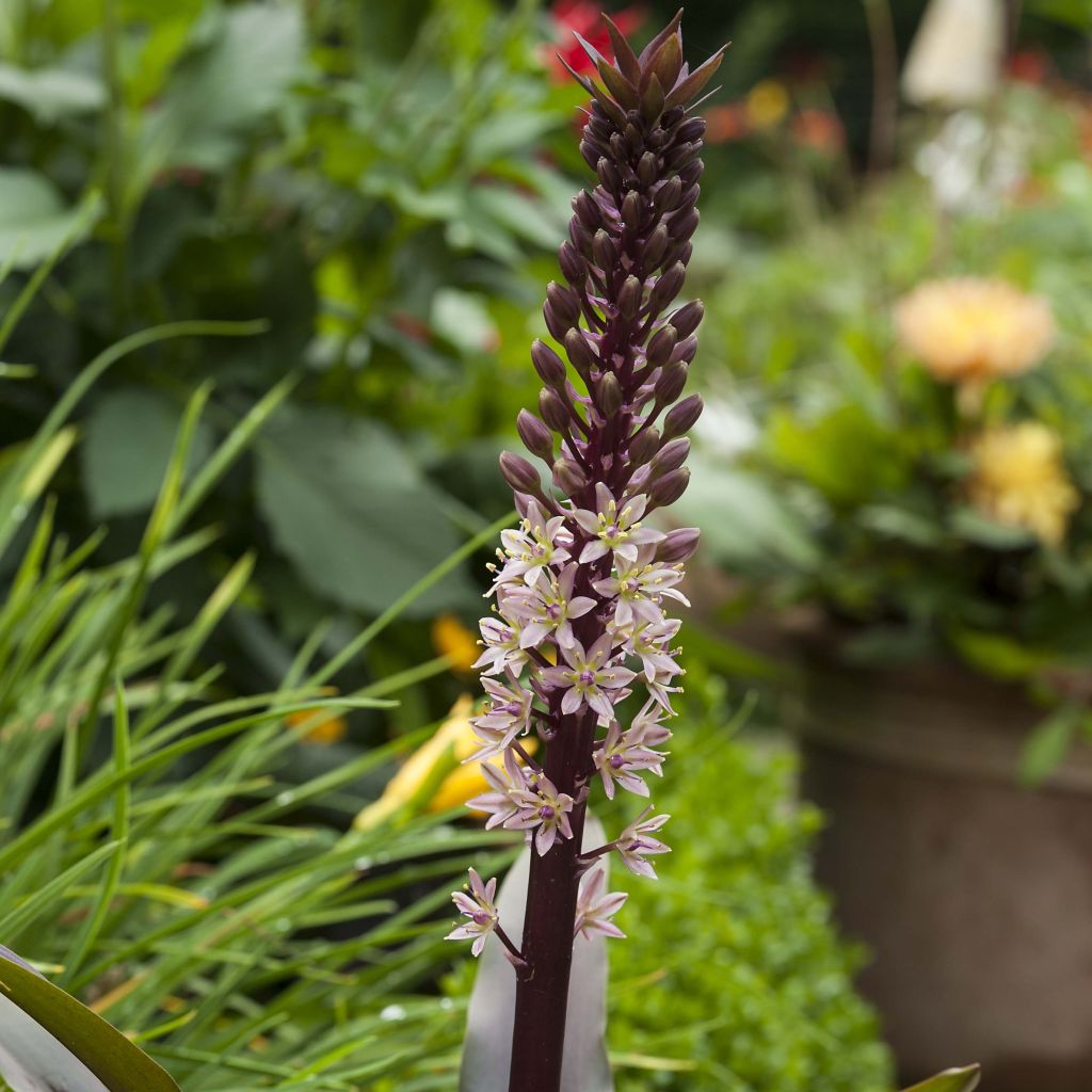 Eucomis comosa Sparkling Rosy®  - Eucomide rose 