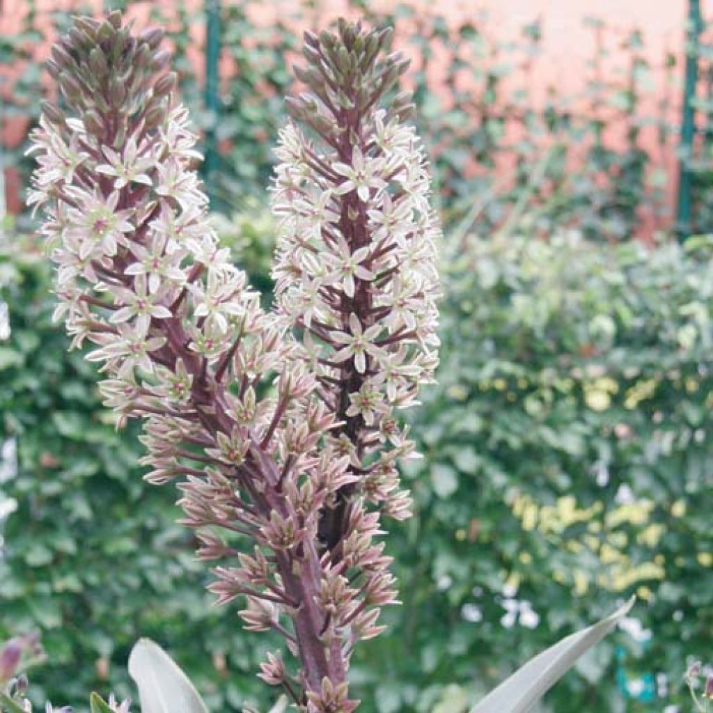 Eucomis Burgundy Wine - Schopflilie