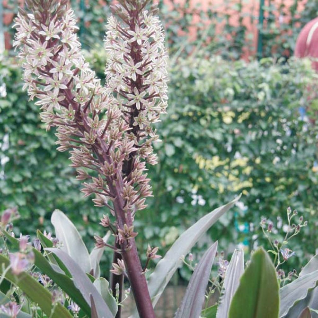 Eucomis Burgundy Wine