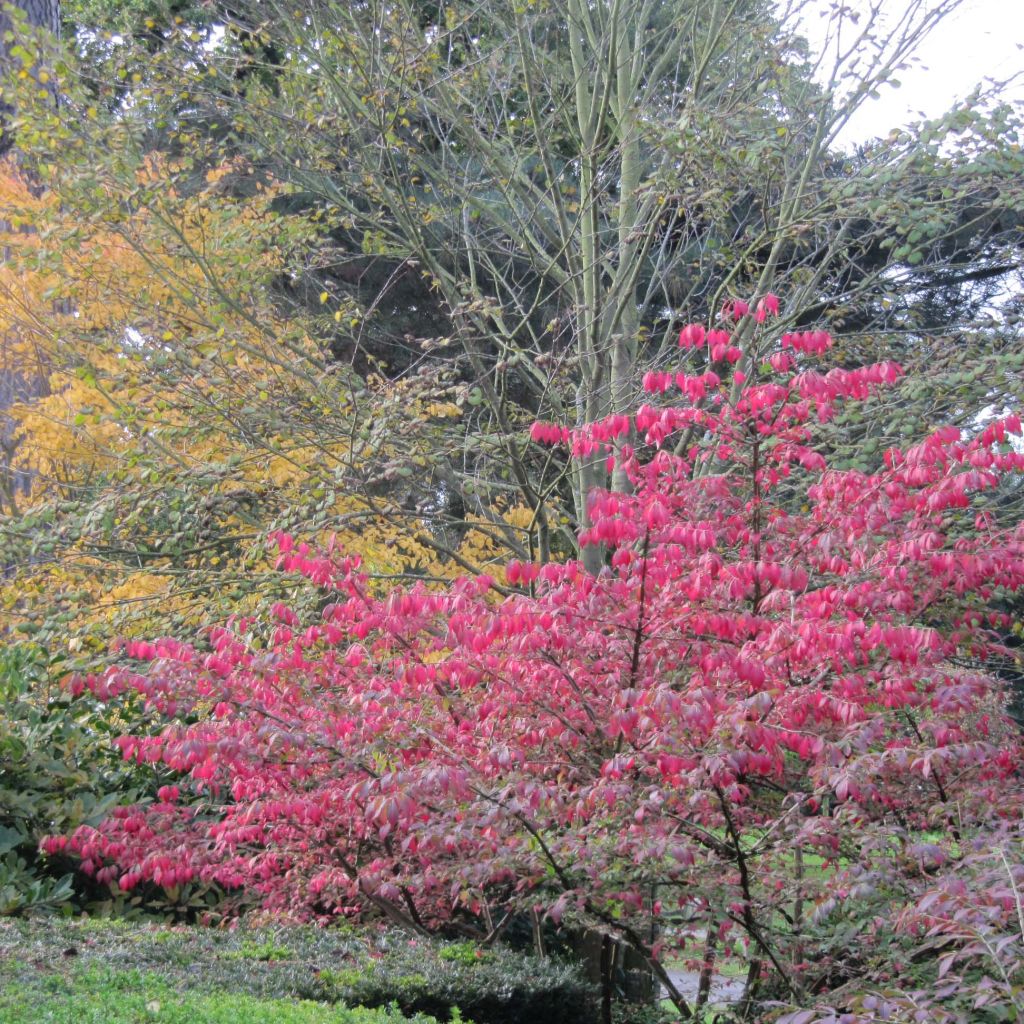 Euonymus alatus - Pfaffenhütchen