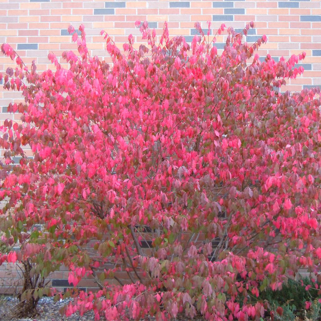 Euonymus alatus - Pfaffenhütchen