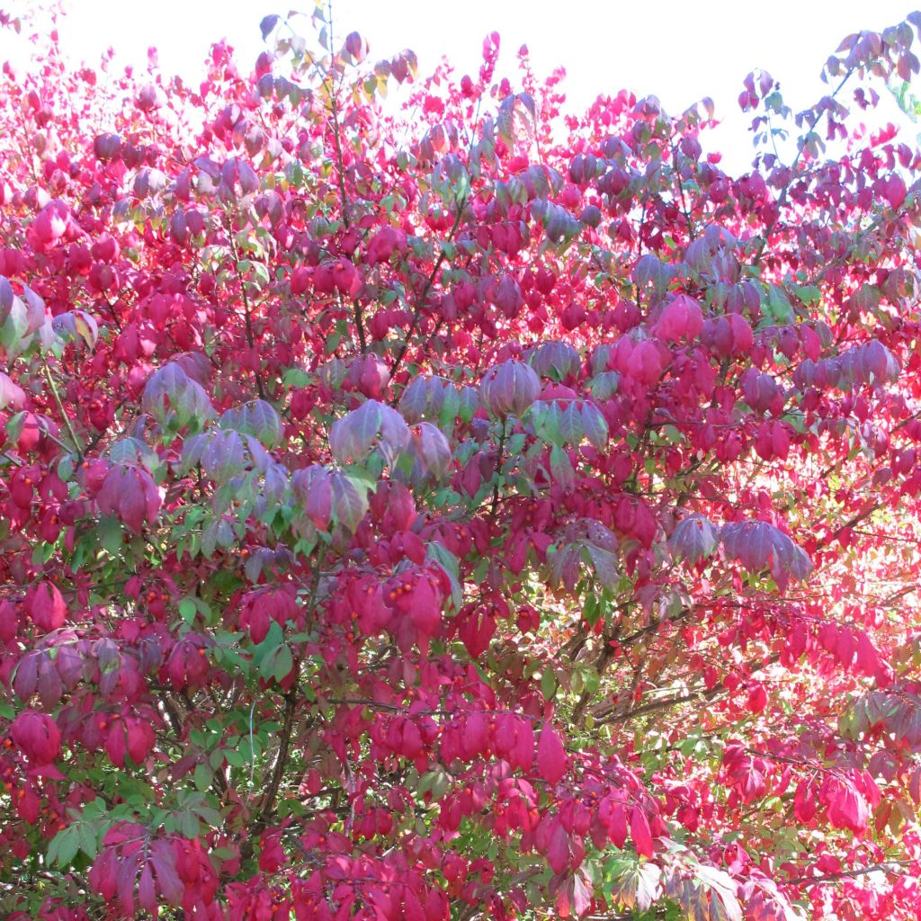 Euonymus alatus - Pfaffenhütchen