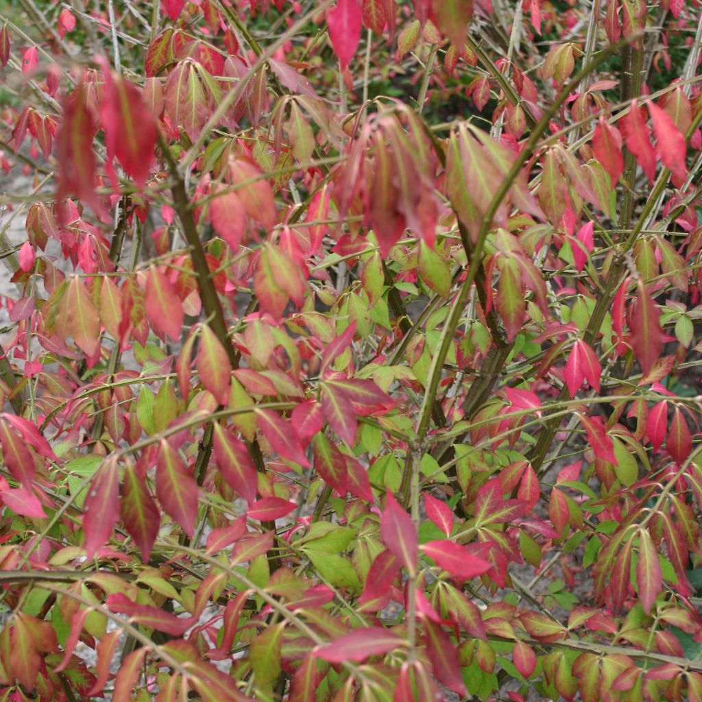 Euonymus alatus - Pfaffenhütchen