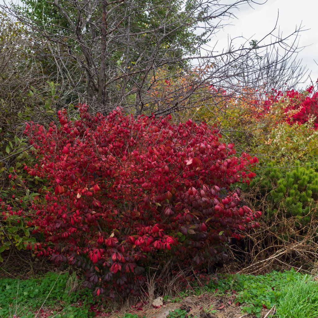 Euonymus alatus Compactus - Pfaffenhütchen