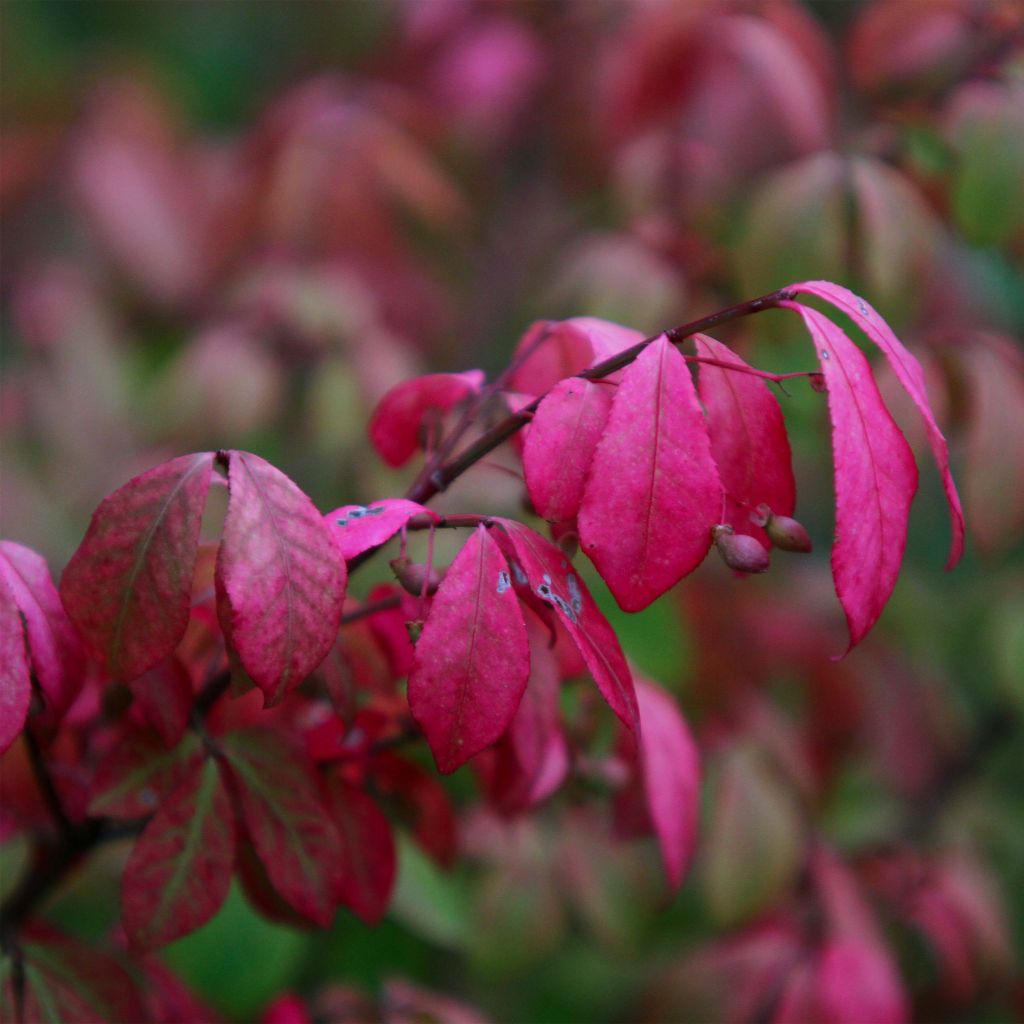 Euonymus alatus Compactus - Pfaffenhütchen