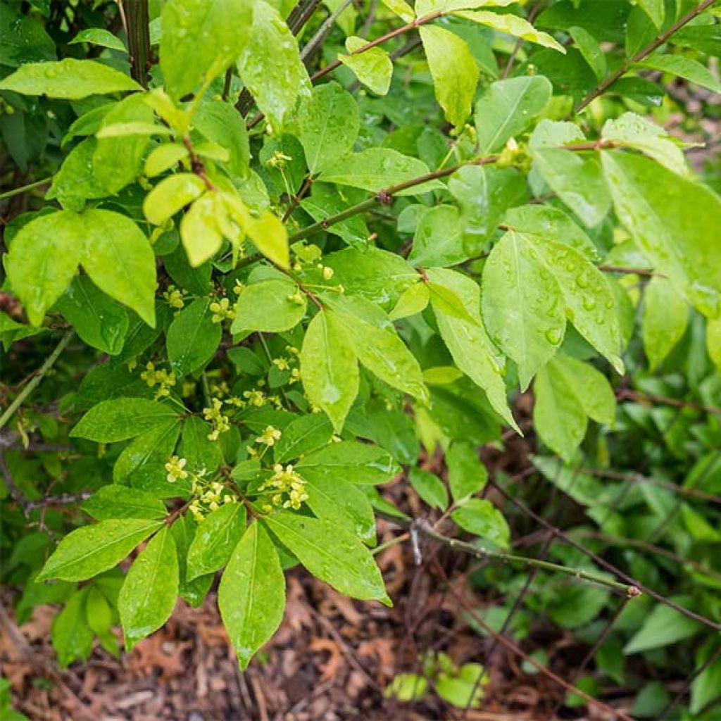 Euonymus alatus Compactus - Pfaffenhütchen