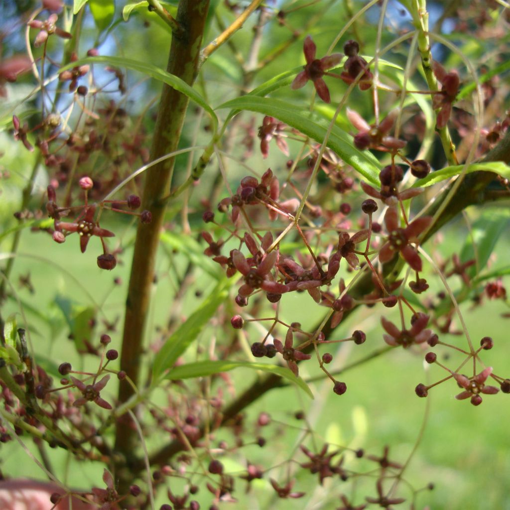 Euonymus clivicolus var. rongchuensis - Pfaffenhütchen