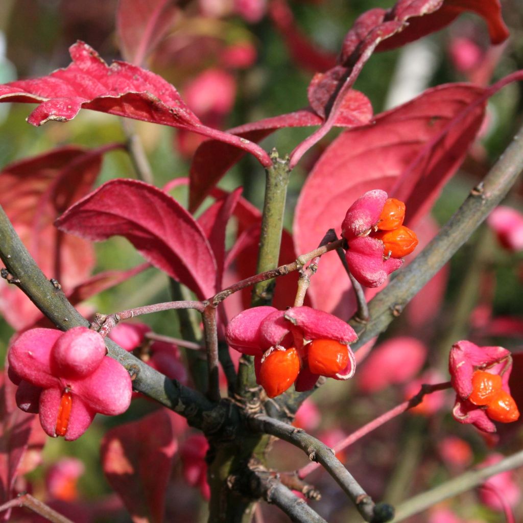 Pfaffenhütchen Red Cascade - Euonymus europaeus