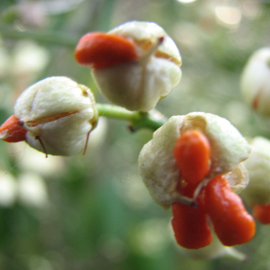 Spindelstrauch Dart's Blanket - Euonymus fortunei