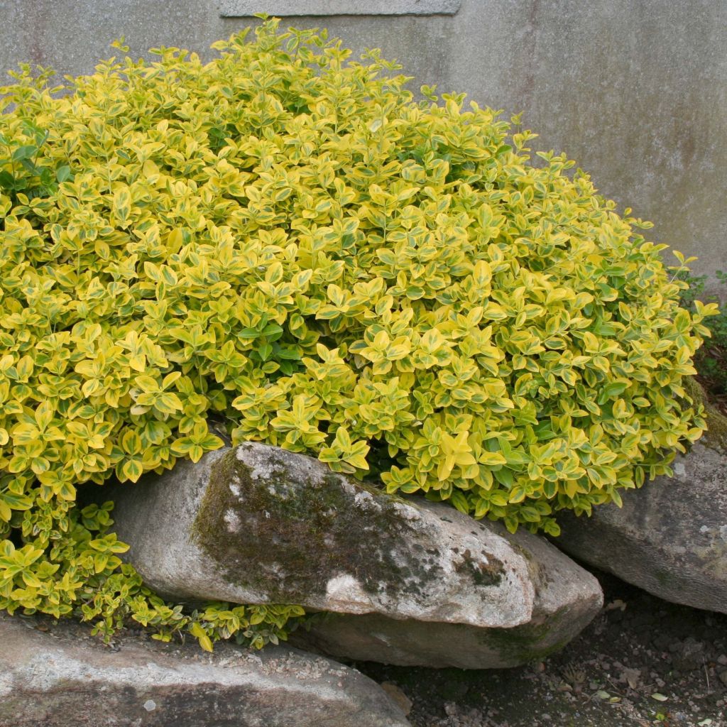 Spindelstrauch Emerald 'n gold - Euonymus fortunei