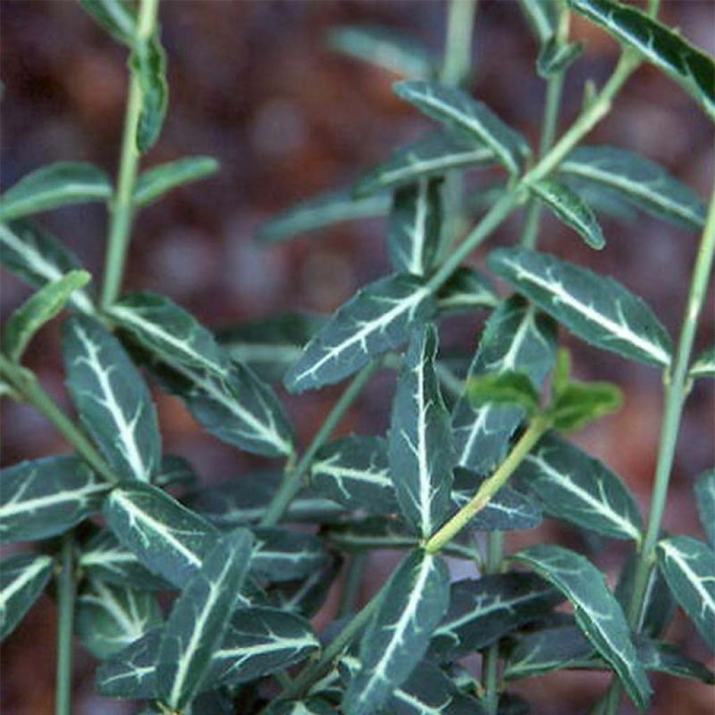 Spindelstrauch Wolong Ghost - Euonymus fortunei var. radicans