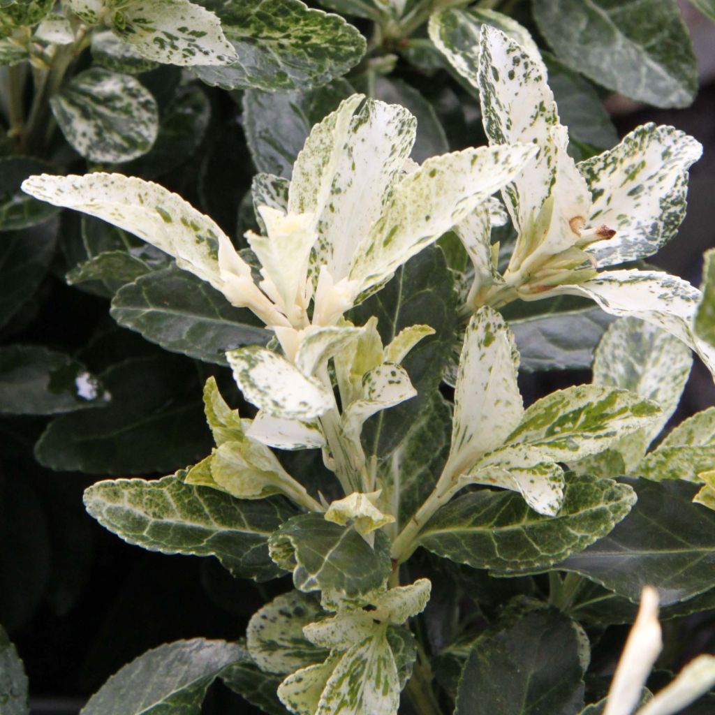 Japanischer Spindelstrauch Pierrolino - Euonymus japonicus