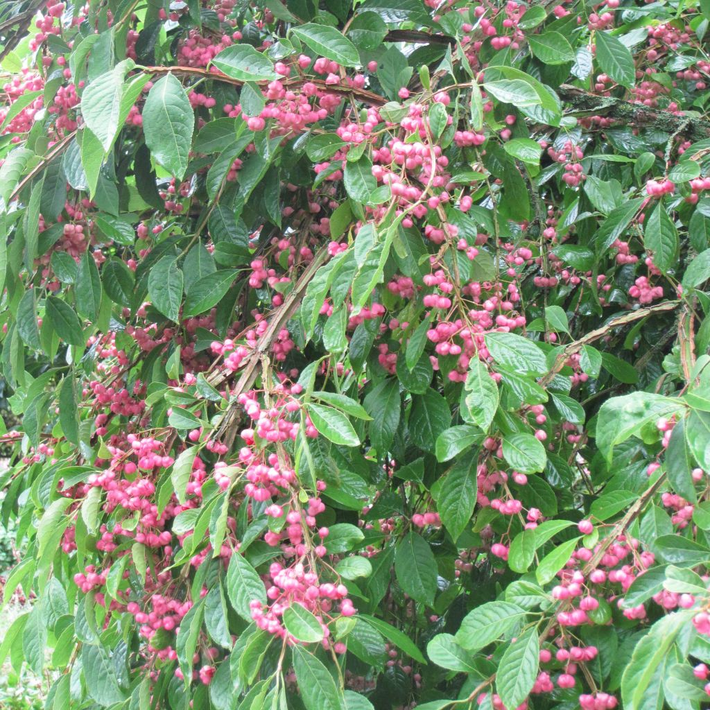 Euonymus phellomanus - Pfaffenhütchen