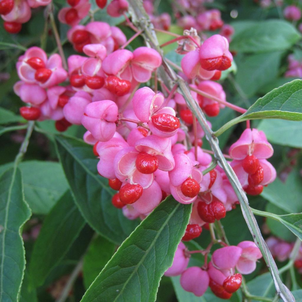 Euonymus phellomanus - Pfaffenhütchen