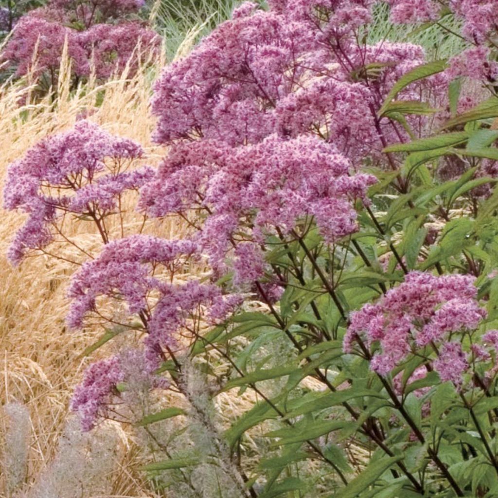 Gefleckter Wasserdost Atropurpureum - Eupatorium maculatum