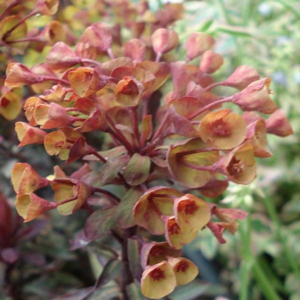 Euphorbia characias Black Bird - Palisaden-Wolfsmilch