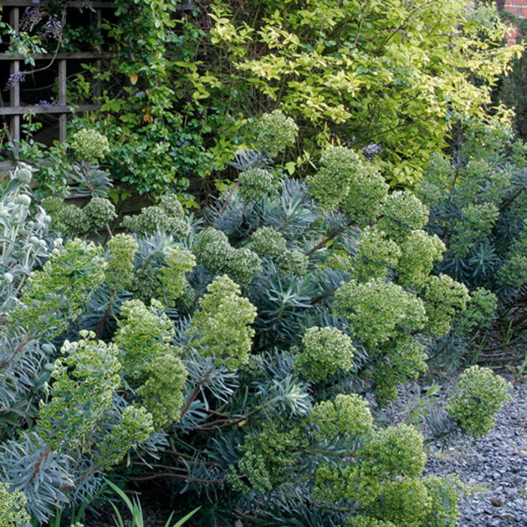 Euphorbia characias - Palisaden-Wolfsmilch