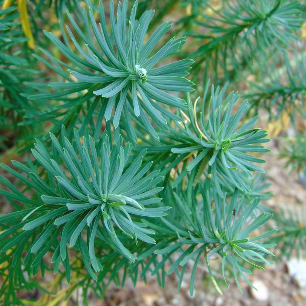 Euphorbe Petit-Cyprès - Euphorbia cyparissias