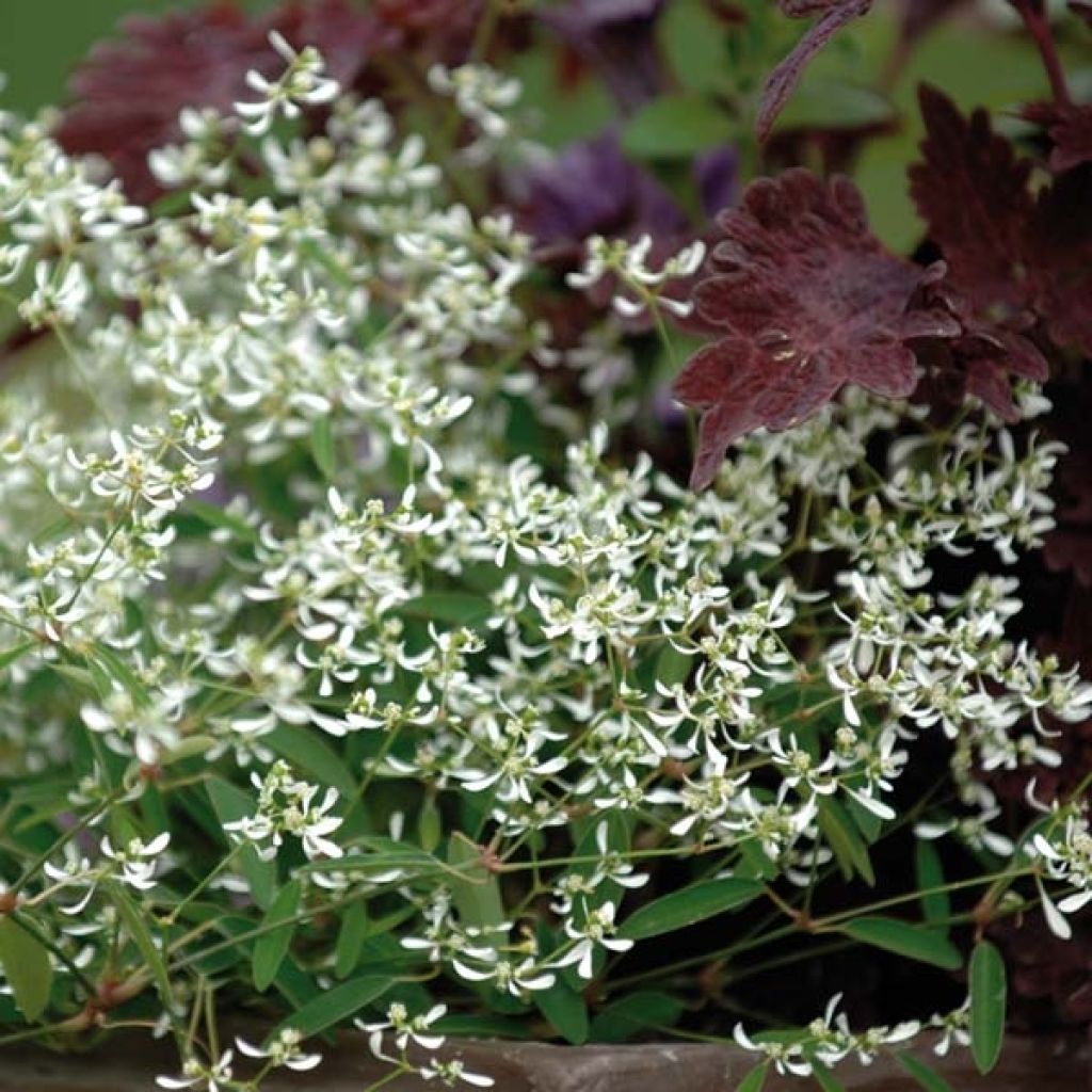 Euphorbia hypericifolia Diamond Frost - Wolfsmilch