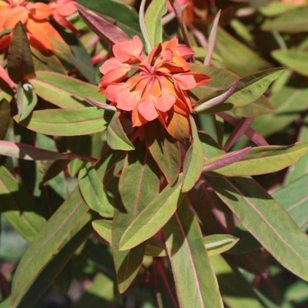 Euphorbe griffithii Fireglow