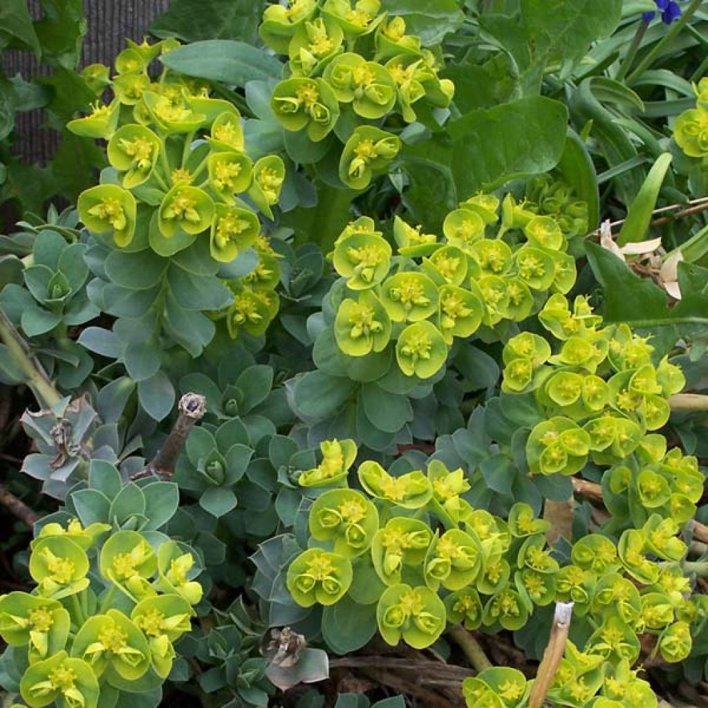 Euphorbia myrsinites - Blaugrüne Wolfsmilch