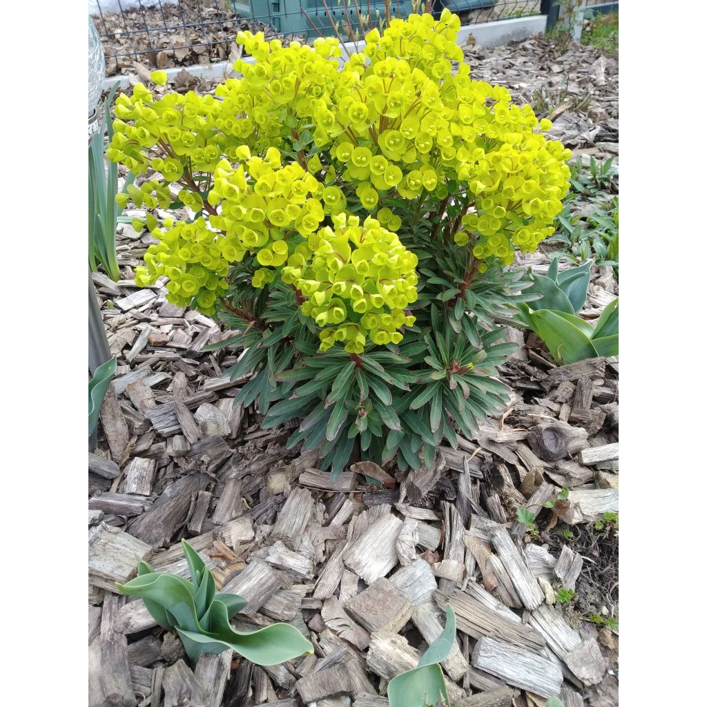 Euphorbia pseudovirgata Redwing - Wolfsmilch