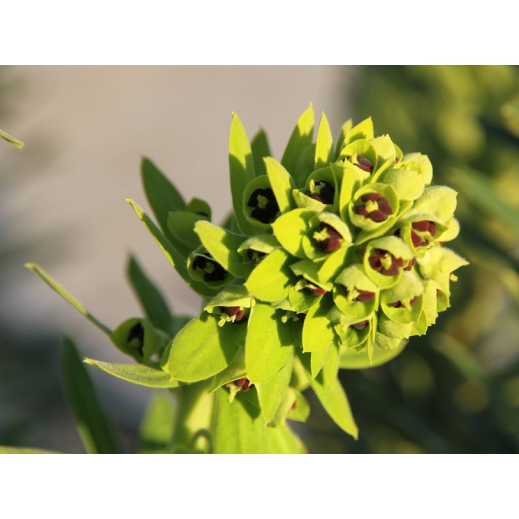 Euphorbia characias Black Pearl - Palisaden-Wolfsmilch