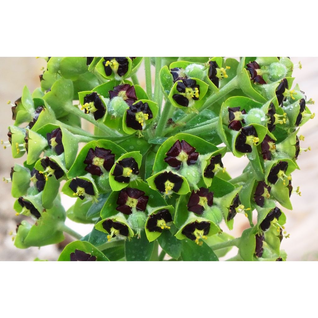 Euphorbia characias Black Pearl - Palisaden-Wolfsmilch