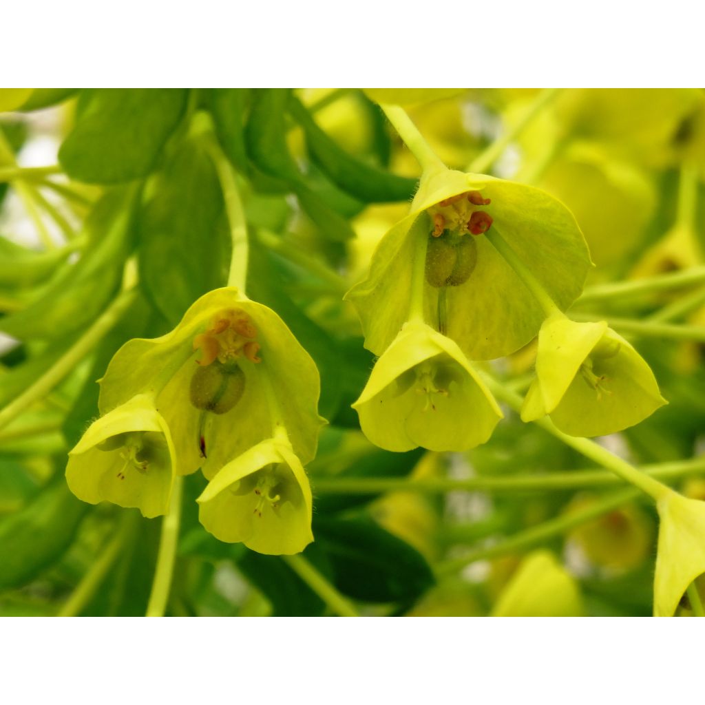 Zoom sur l'inflorescence