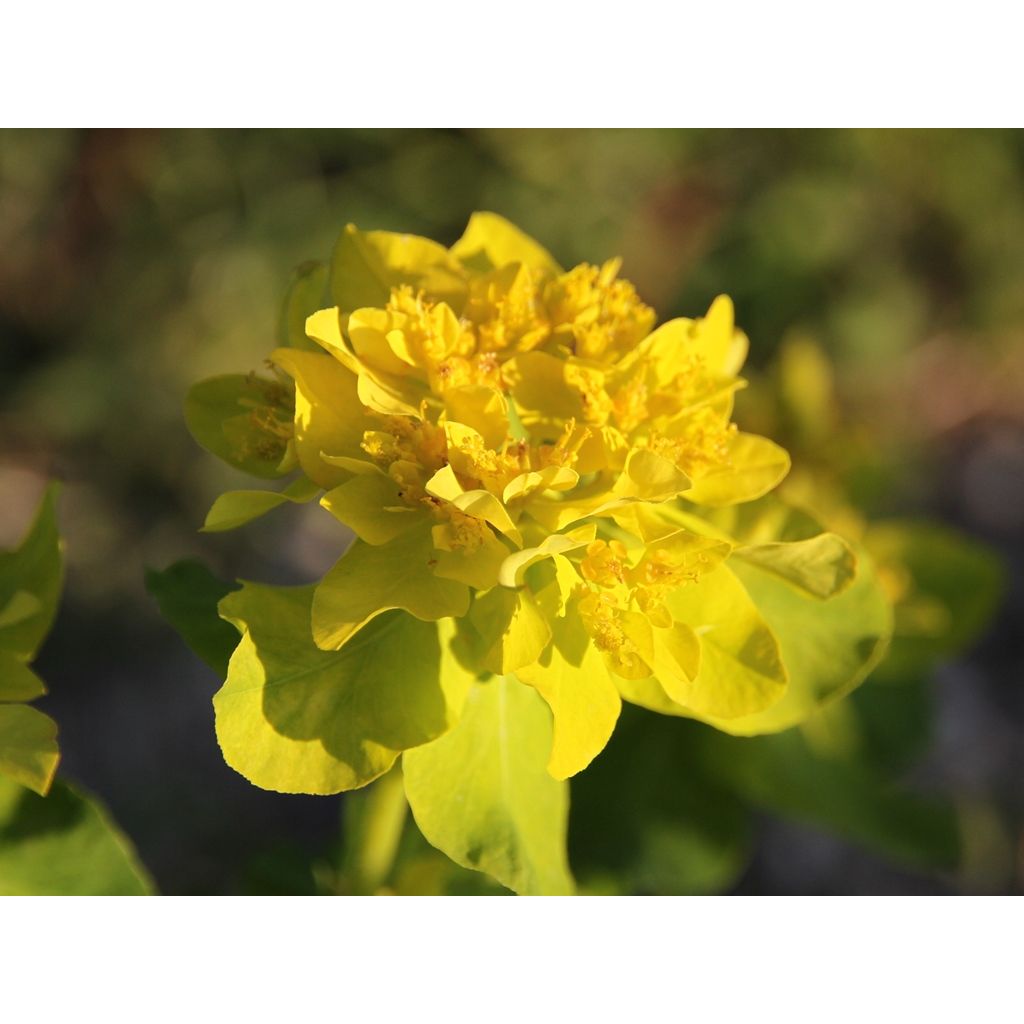 Euphorbia polychroma - Gold-Wolfsmilch