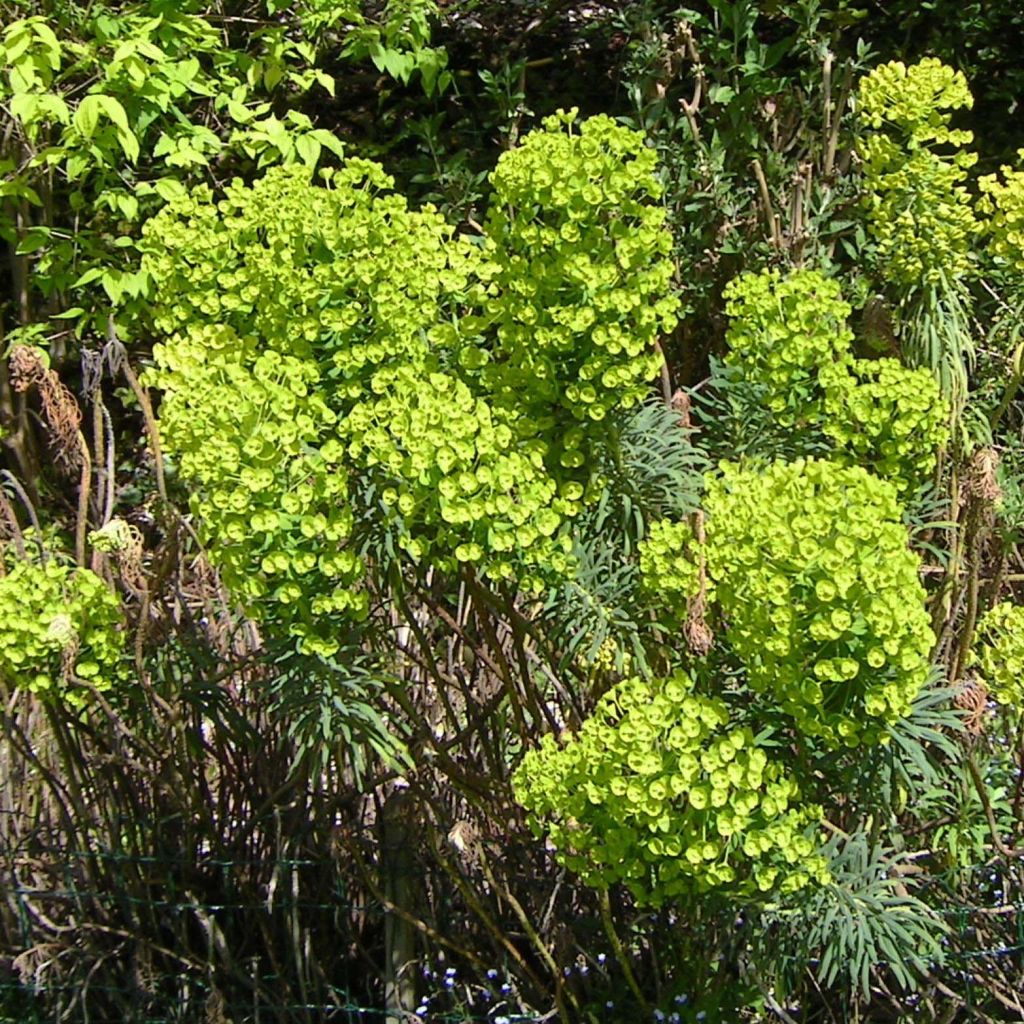 Euphorbia characias - Palisaden-Wolfsmilch