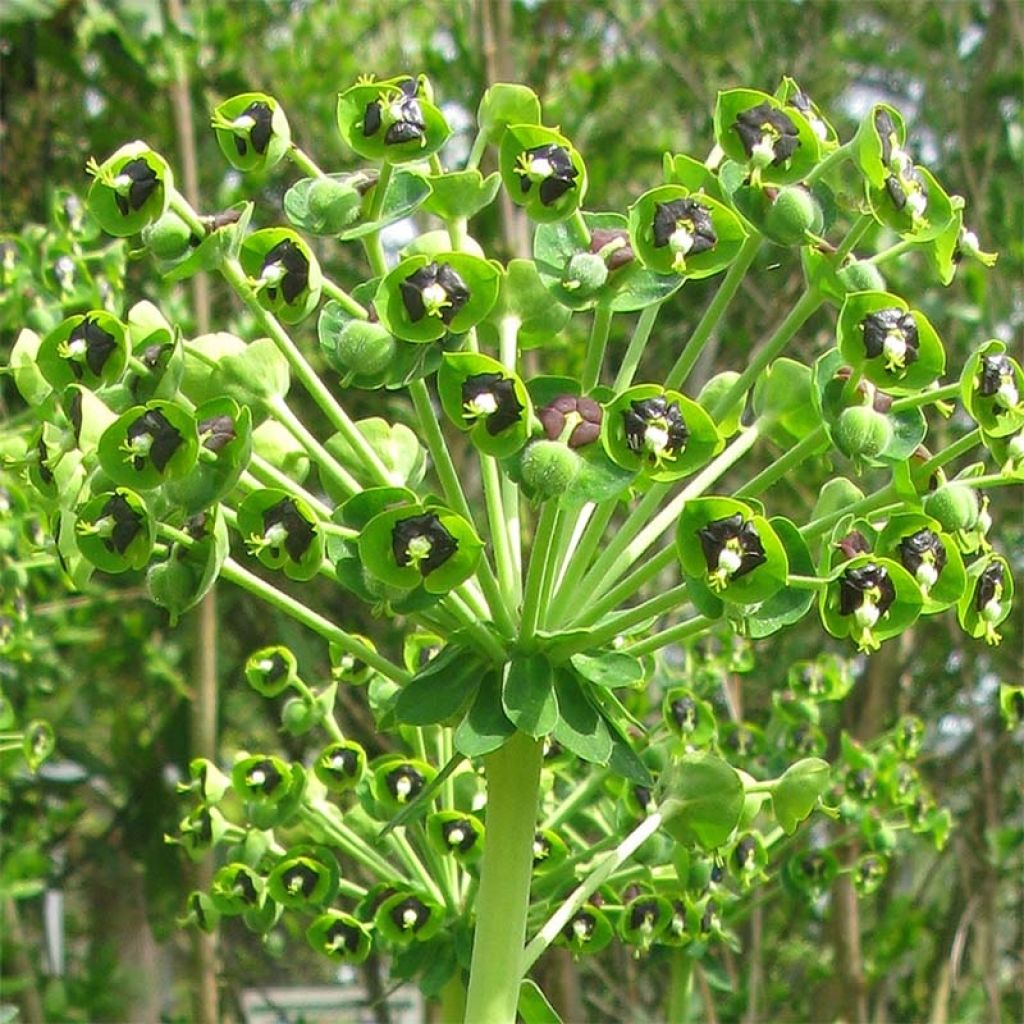 Euphorbia characias - Palisaden-Wolfsmilch