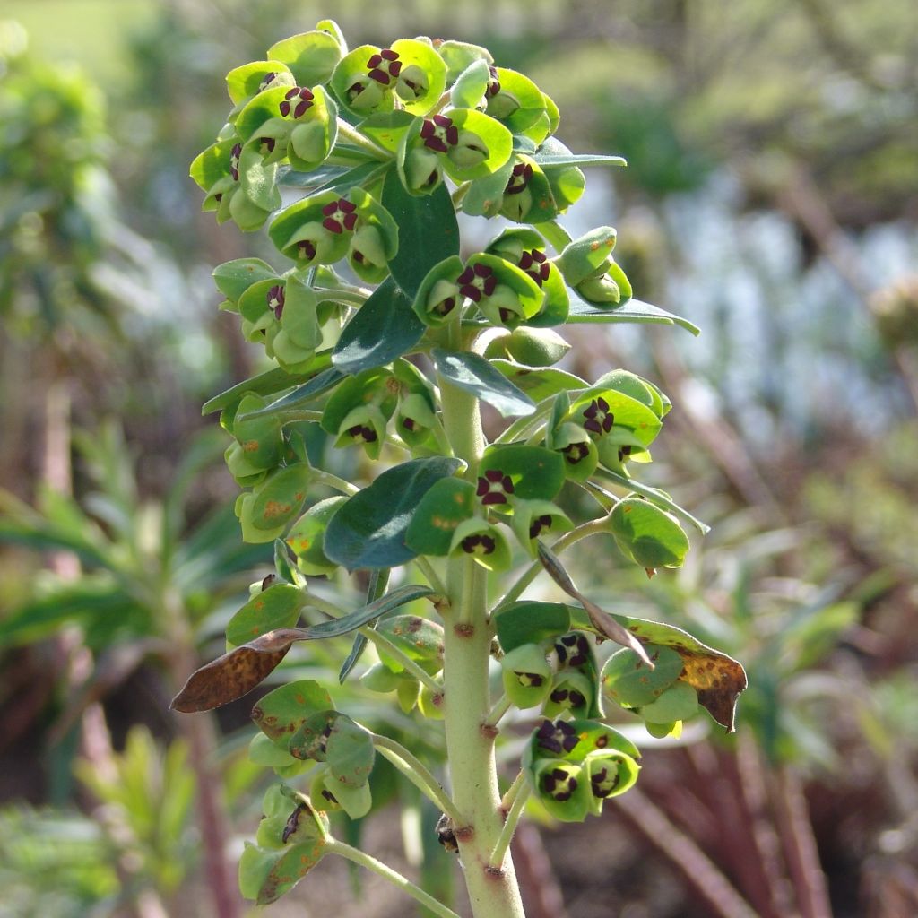 Euphorbia characias Black Pearl - Palisaden-Wolfsmilch