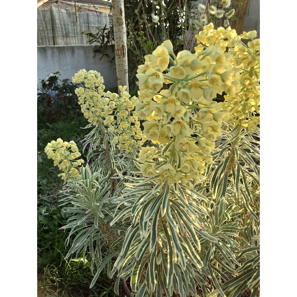 Euphorbia characias Tasmanian tiger - Palisaden-Wolfsmilch