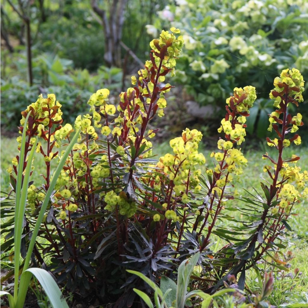 Euphorbia amygdaloides Purpurea - Mandelblättrige Wolfsmilch