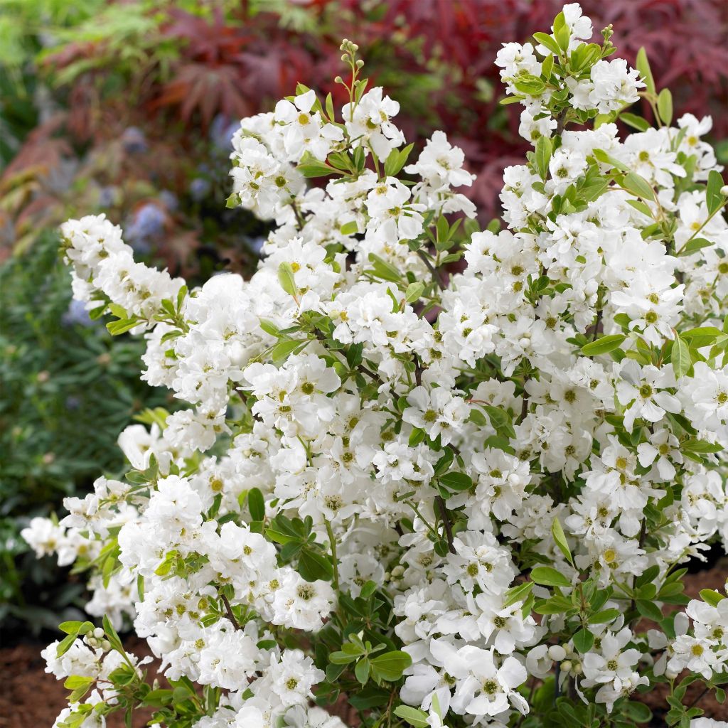 Prunkspiere Niagara - Exochorda racemosa