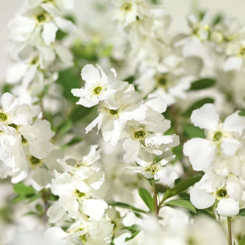 Prunkspiere Niagara - Exochorda racemosa