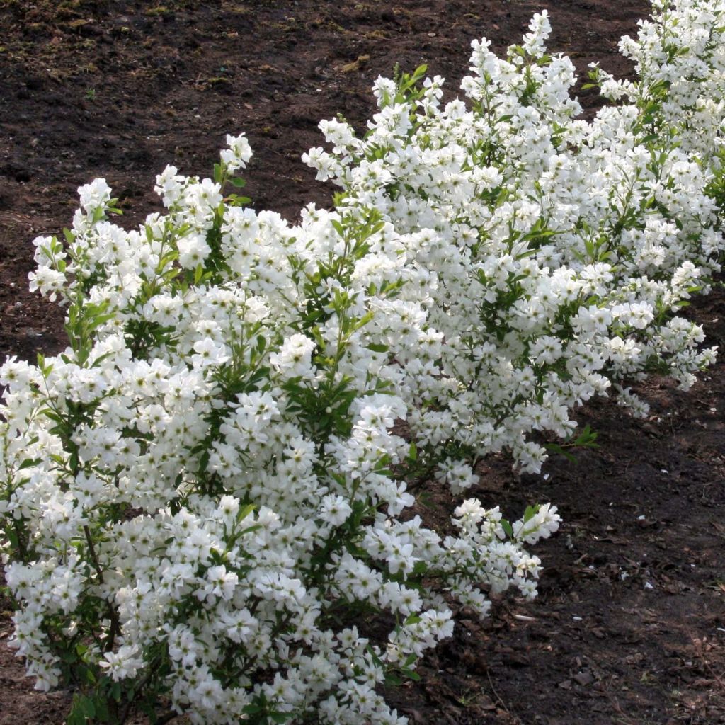 Prunkspiere Niagara - Exochorda racemosa